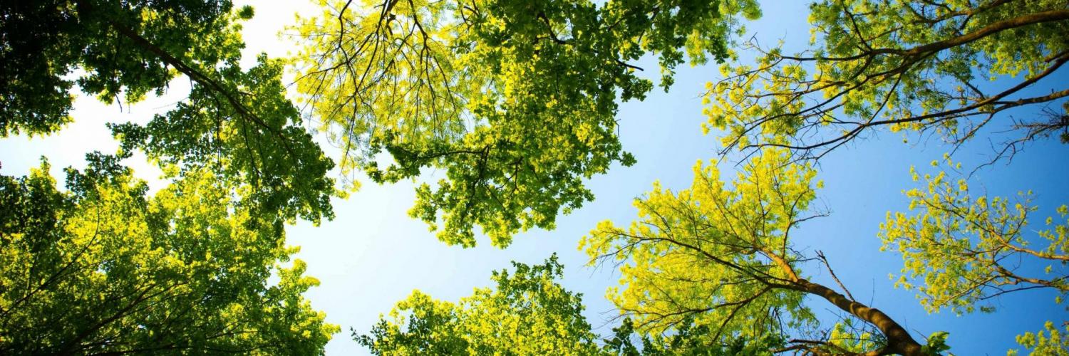 Arval | Voor een groene planeet
